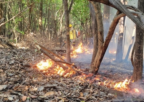 Governo quer endurecimento de punição a responsáveis por queimadas ilegais no Amazonas