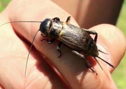 Grilos invadem casas no Amazonas e assustam moradores