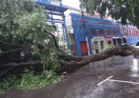 Árvore tomba durante chuva e bloqueia rua no Centro de Manaus 
