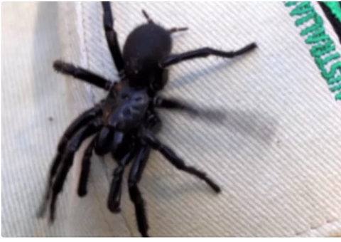 Aranha macho da espécie mais perigosa do mundo é encontrado em praia