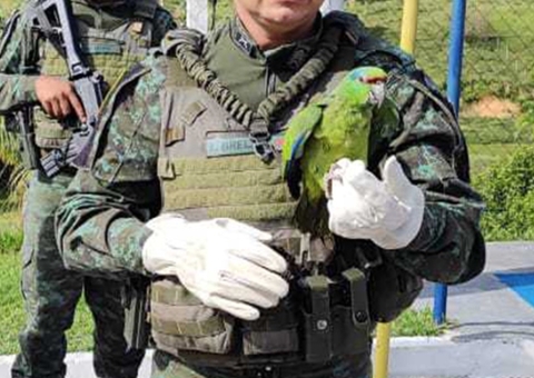 Papagaio-verdadeiro ferido é resgatado em empresa em Manaus