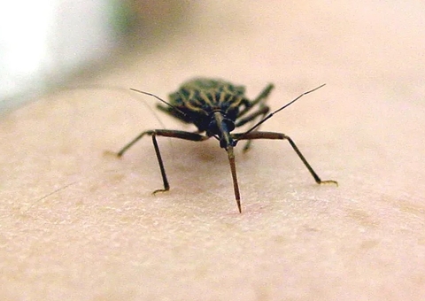 Fiocruz deve apresentar teste rápido para doença de Chagas