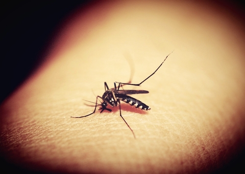 Conheça formas eficazes de afastar mosquito da dengue 