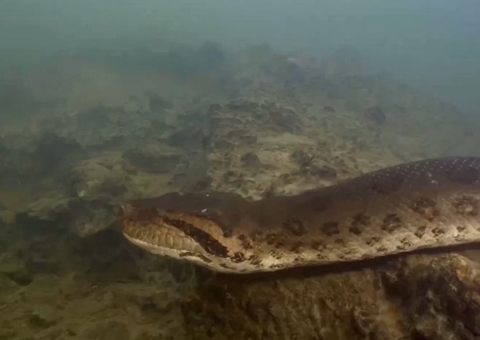 Maior sucuri do mundo é encontrada na região amazônica; vídeo