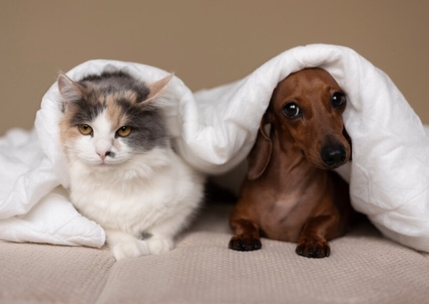 Senado aumenta pena de prisão para crimes contra animais silvestres e domésticos