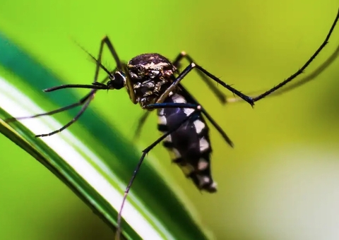 Testes rápidos serão usados para detectar a dengue