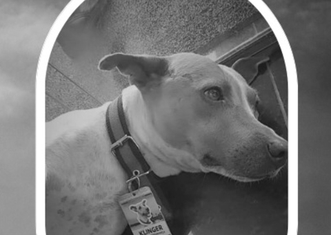 Mascote e 'chefe de segurança' do TJAM morre atropelado na André Araújo