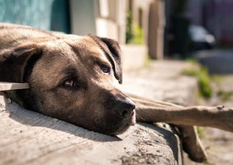CMM aprova PL que oferece castração gratuita em animais de rua
