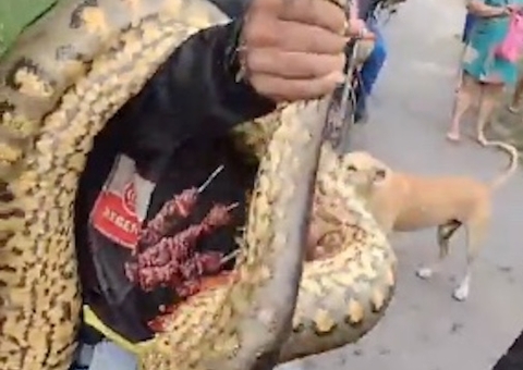Sucuri gigante é encontrada por moradores na Cidade Nova