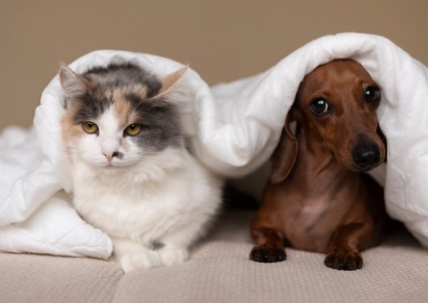 CMA do Senado aprova projeto de lei que reconhece crime de zoofilia