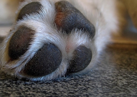 Pitbull foge de casa e é morto com três tiros por PM