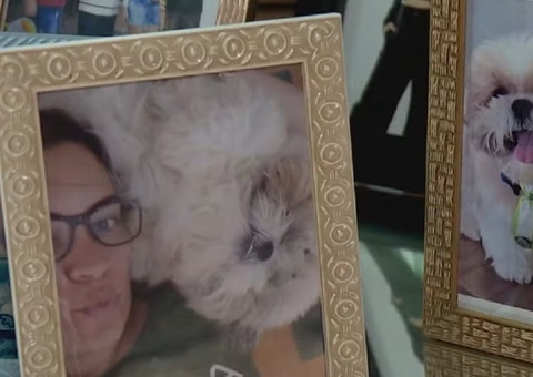 Cão morre após ir para petshop; tutora diz que animal foi esquecido em carro