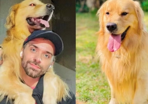 Lei Joca: Deputados defendem PL que protege animais em viagens de avião