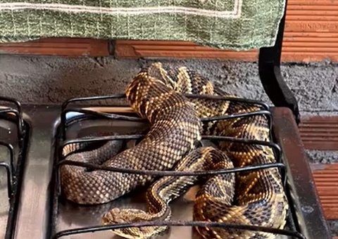 Visita inesperada: Morador encontra cobra cascavel no fogão de casa