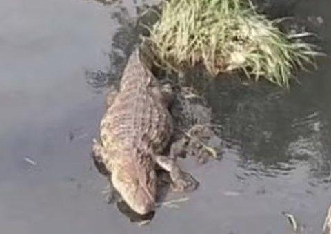 Equipe de surfistas do grupo de Pedro Scooby e Chumbo encontra jacarés em cidade do RS