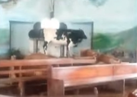 Boi vai parar no altar de igreja durante enchentes no Rio Grande do Sul