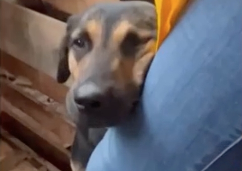 Cachorro causa comoção ao abraçar perna de voluntária após resgate no RS