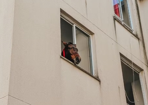 Bombeiros resgatam égua que estava há 10 dias em 3º andar de prédio