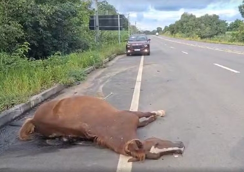 Égua morre atropelada por carro na AM-070