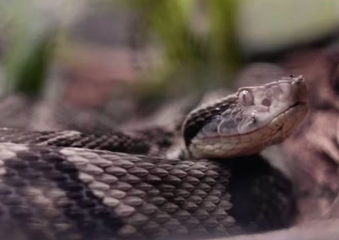 Brasileiro pisa 40 mil vezes em jararacas para entender porque animais picam