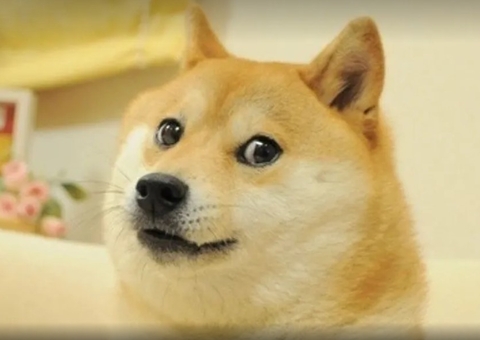 Cadela que inspirou memes e logo de criptomoeda, Kabosu morre aos 18 anos