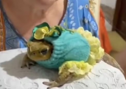 Sapa 'Shofia Loren' é adotada após invadir todo dia casa de idosa