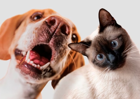 PL inclui plano de saúde para pets entre benefícios do trabalhador 