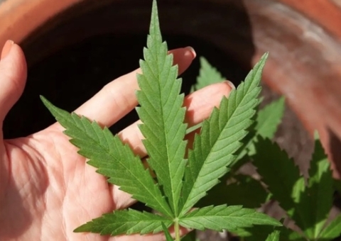 STF retoma julgamento que descriminaliza posse de maconha para consumo pessoal 