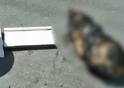 Revoltante: Rottweiler é morta, amarrada e jogada em mata no Cidade Nova