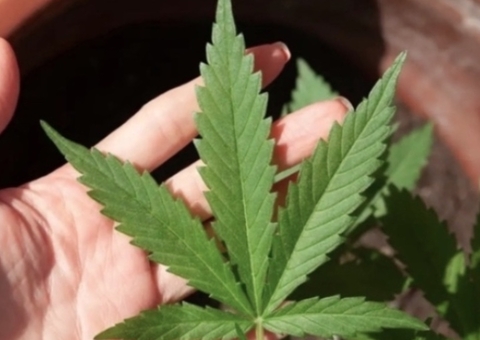 STF define quantidade de drogas para diferenciar usuário de traficante