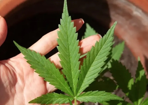 Decisão do STF sobre maconha pode beneficiar entre 8.000 e 19 mil presos