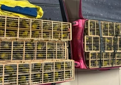 PF encontra 400 aves em malas de passageiro em aeroporto de Roraima