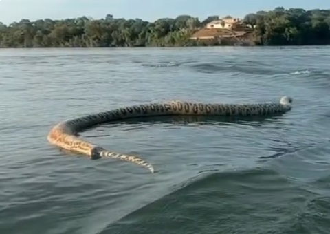 Vídeo: Comerciante filma cobra gigante morta boiando no rio