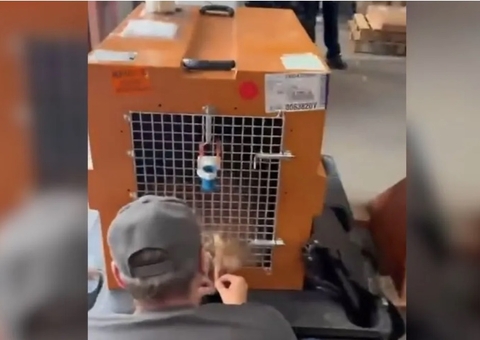 Entenda o 'choque cardiogênico': a causa da morte do cão Joca