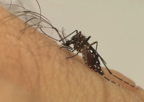 Indenização às vítimas do Zika Vírus será discutida por Comissão do Senado na próxima terça