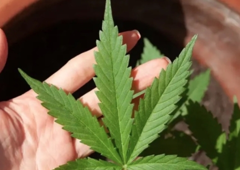 Entenda como é o uso de drogas em países que foram além da descriminalização