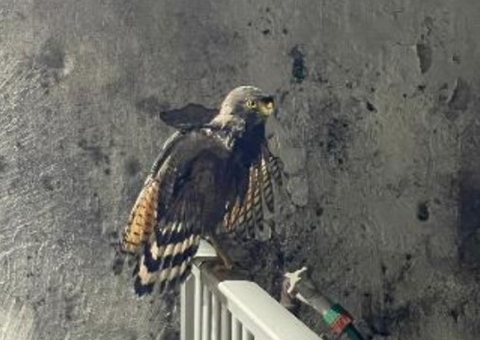 Ferido, gavião é resgatado em residência no Vieiralves 