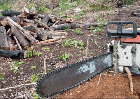 Justiça bloqueia R$292 milhões de pecuarista por desmatar a Amazônia