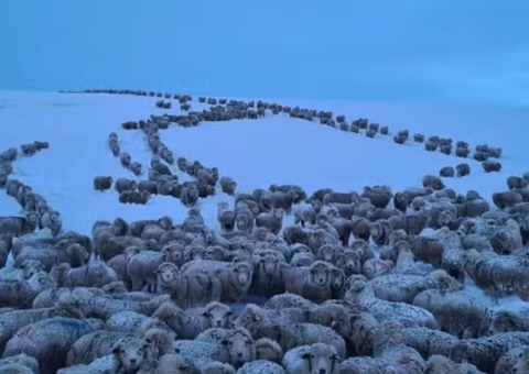 Frio extremo congela animais na Patagônia