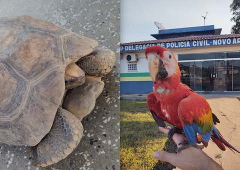 Mãe e filha são presas por tráfico e maus-tratos contra arara e jabuti no Amazonas