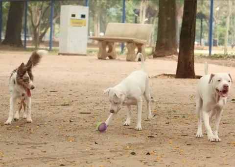 Cachorro terá direito a pensão alimentícia para tratar doença, diz Justiça