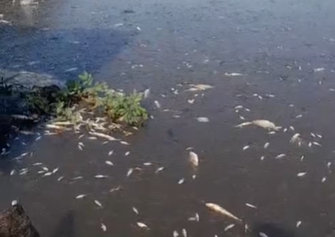 Seca severa provoca morte em massa de peixes no Amazonas; vídeo