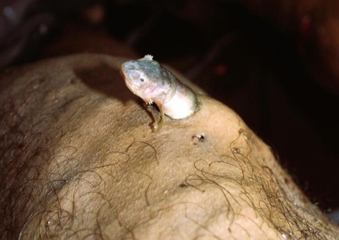 Foto de candiru saindo de cadáver vence concurso nacional de fotografia forense 