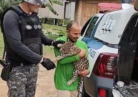 Filhote de onça-pintada é resgatado no interior do Amazonas