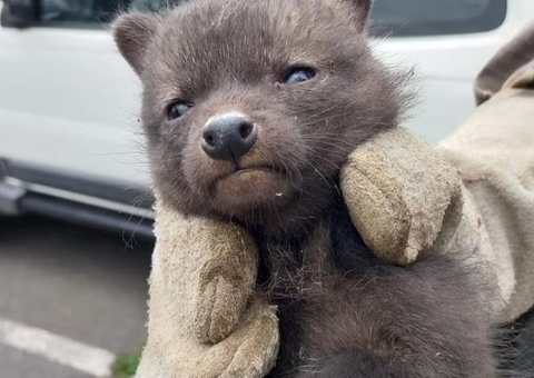 Filhote de cachorro-do-mato é resgatado após queda de barranco