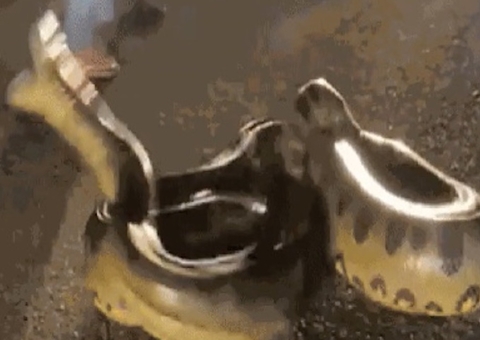 Sucuri gigante ataca homem após ser atropelada em rodovia; vídeo