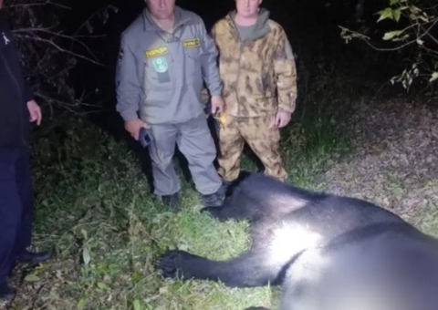 Pai e filho são mortos por urso dentro de casa, que já tinha matado 35 cachorros