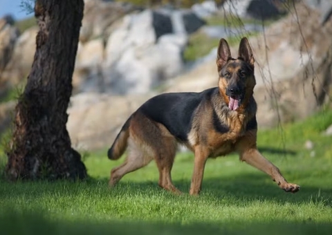 Justiça condena casal a pagar quase R$ 30 mil por pegar cachorro de vizinhas e não devolver