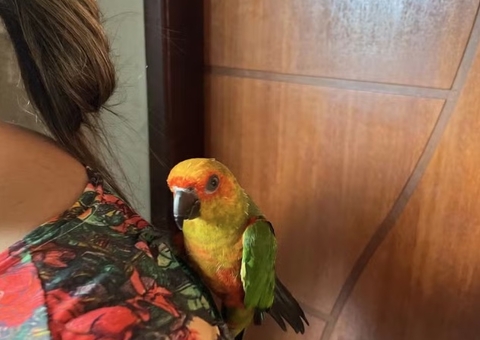 Homem é multado em R$ 29 mil após ser encontrado com pássaro em risco de extinção