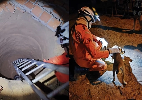 Cachorro cai em fossa de 3 metros e é resgatado por bombeiros